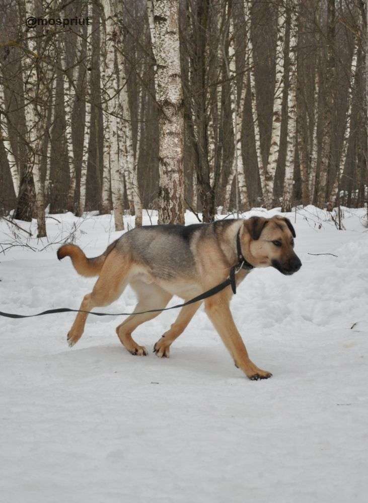СОБАКА УРАЛ из приюта Ногинский для бездомных животных, Москва и Московская область | mospriut