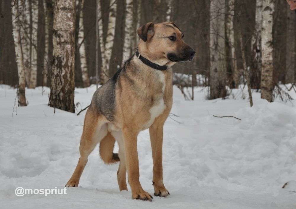 СОБАКА УРАЛ из приюта Ногинский для бездомных животных, Москва и Московская область | mospriut