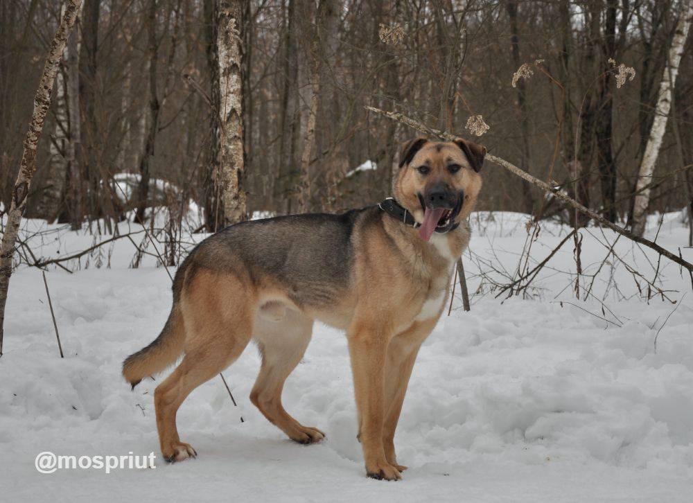собака Урал  приюта для бездомных животных
