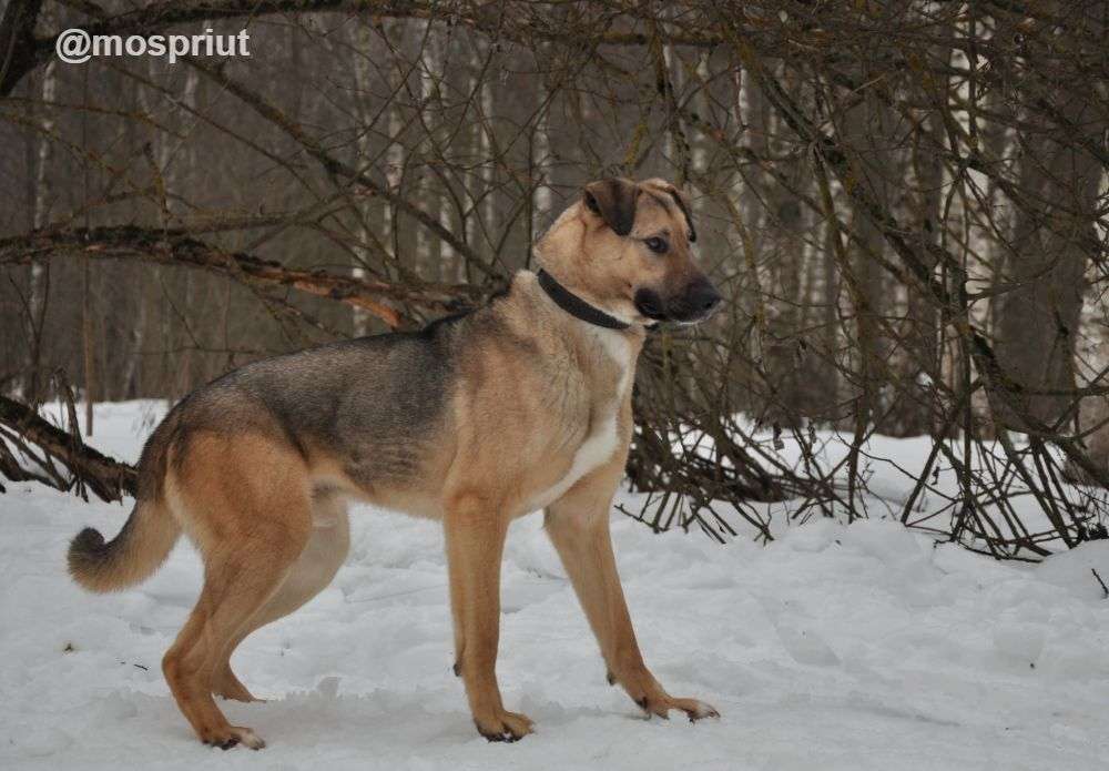 СОБАКА УРАЛ из приюта Ногинский для бездомных животных, Москва и Московская область | mospriut