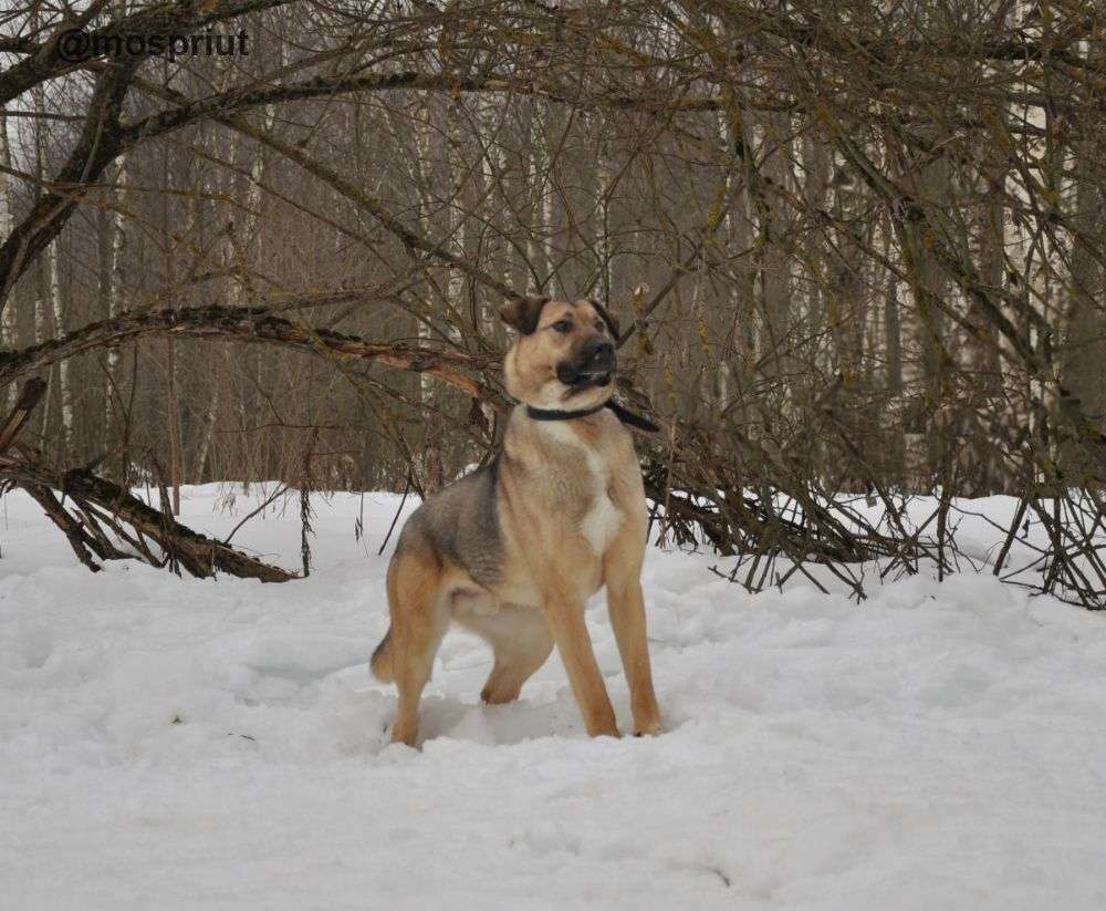 СОБАКА УРАЛ из приюта Ногинский для бездомных животных, Москва и Московская область | mospriut