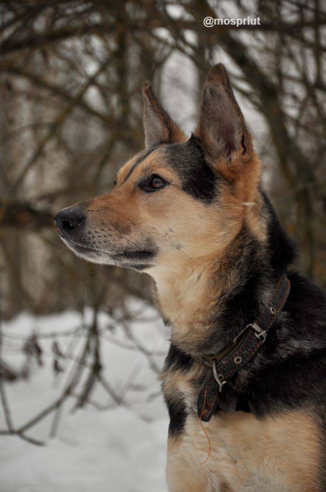 собака Джесси  приюта для бездомных животных