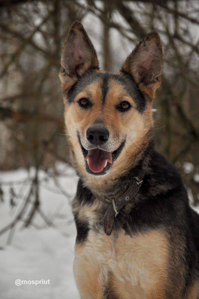 собака Джесси  приюта для бездомных животных