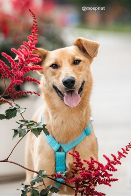 собака Лион из приюта ищет дом