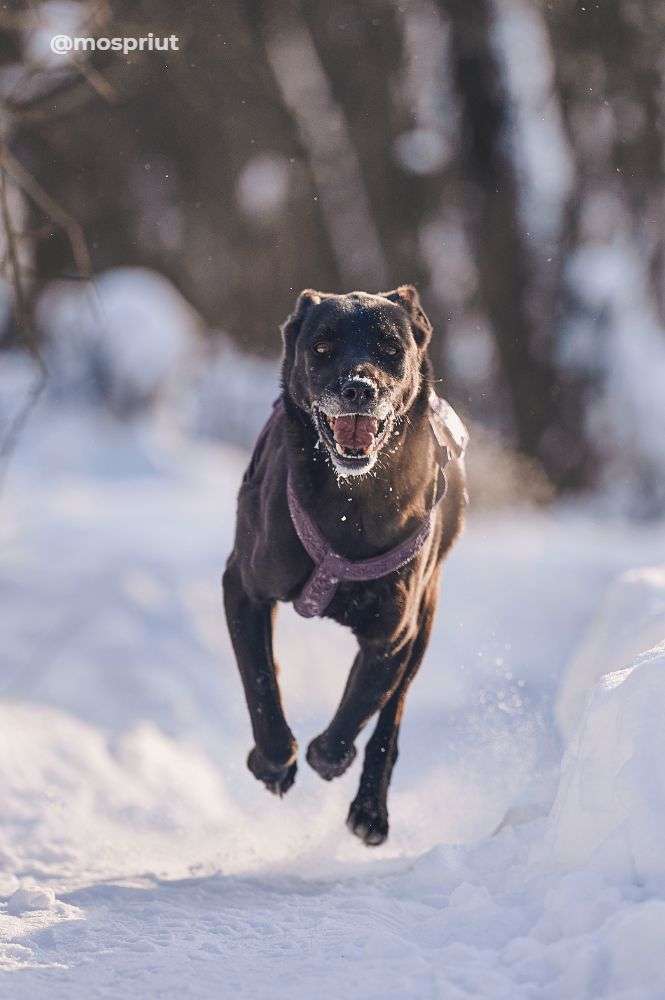 СОБАКА ТАТА  из приюта Красная сосна для бездомных животных, Москва и Московская область | mospriut