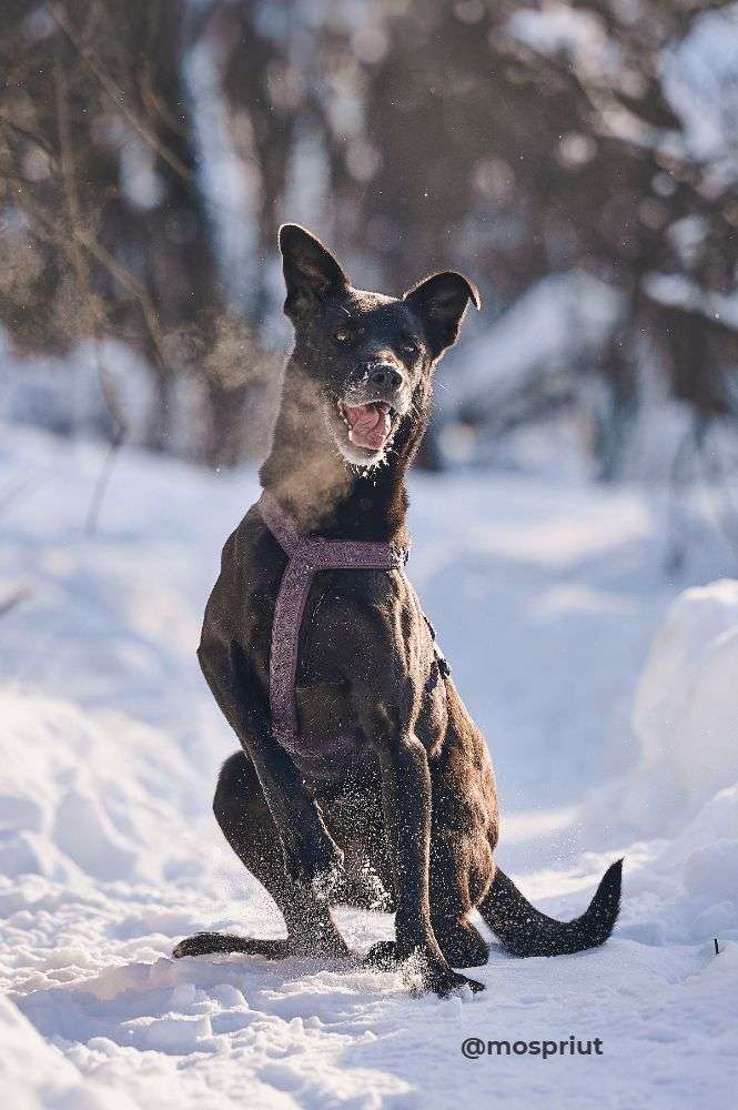 СОБАКА ТАТА  из приюта Красная сосна для бездомных животных, Москва и Московская область | mospriut