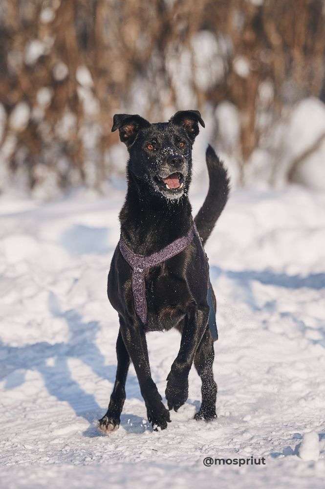 СОБАКА ТАТА  из приюта Красная сосна для бездомных животных, Москва и Московская область | mospriut