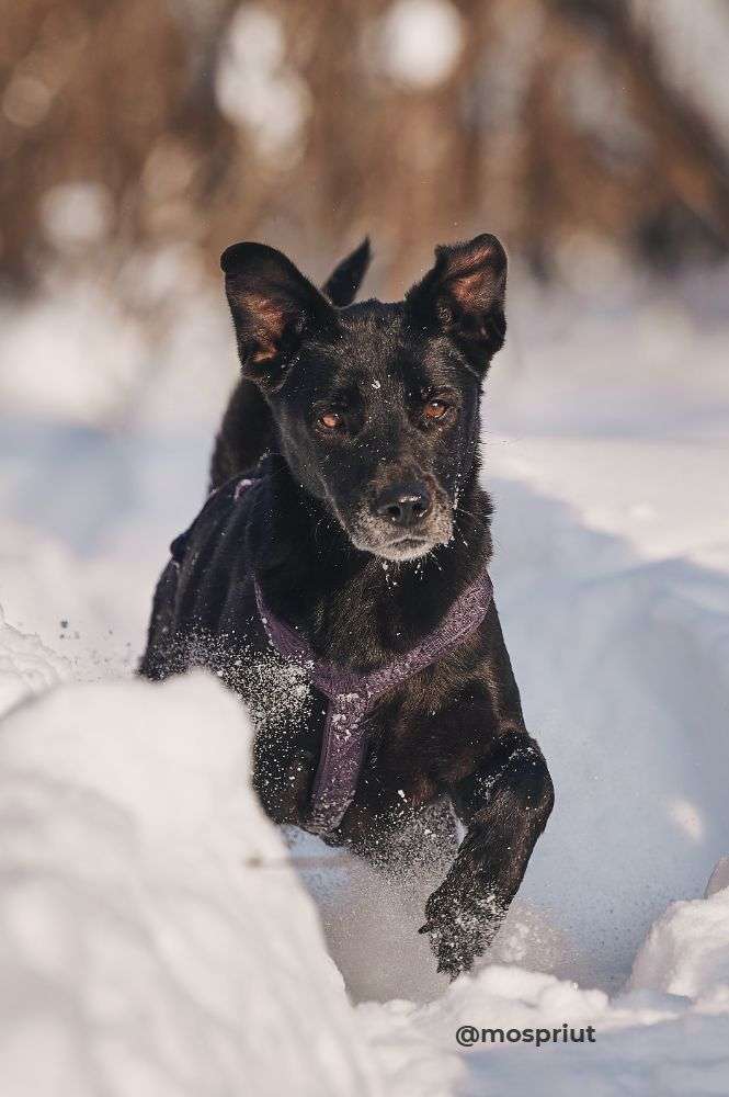 СОБАКА ТАТА  из приюта Красная сосна для бездомных животных, Москва и Московская область | mospriut