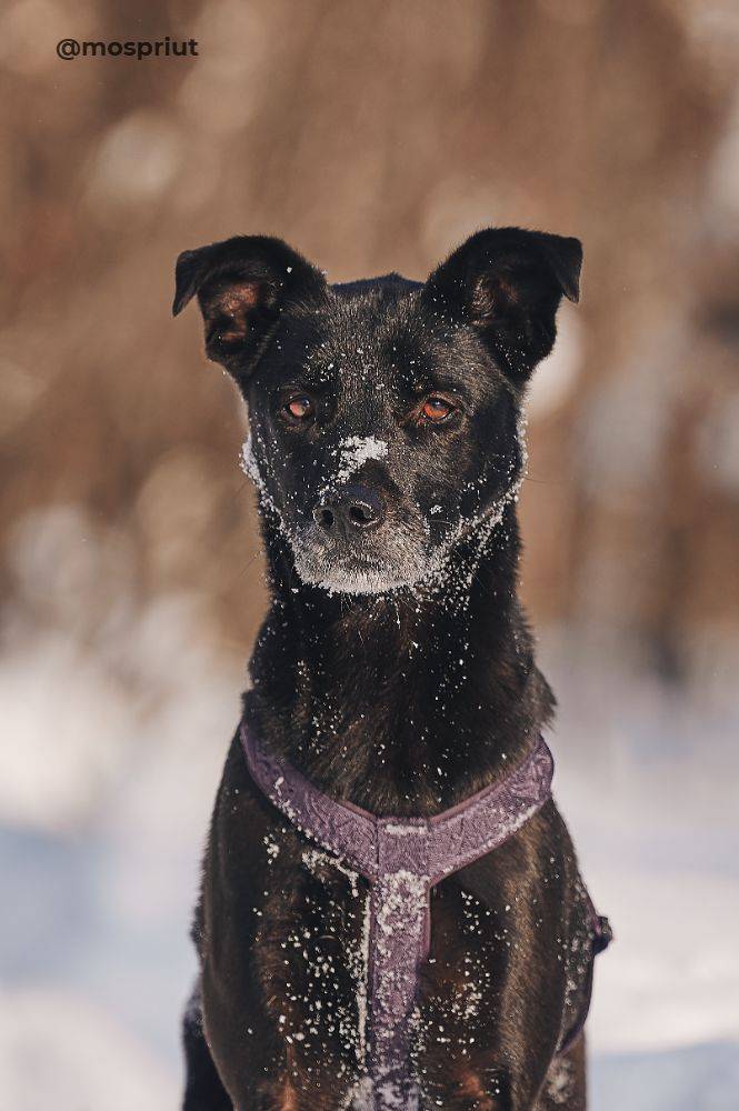 Питомец Тата из приюта для бездомных животных - mospriut (мосприют)