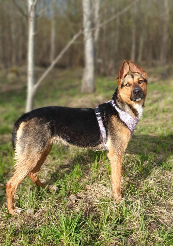 Питомец Зая из приюта для бездомных животных - mospriut (мосприют)