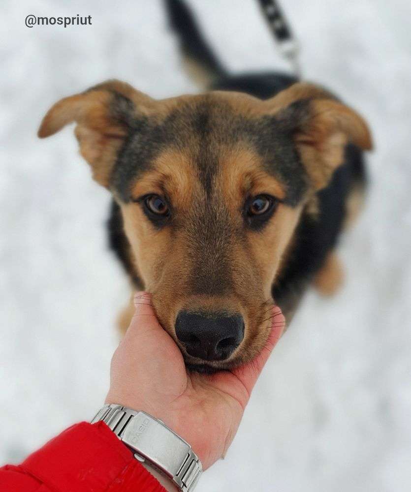 СОБАКА РЭМБО  из приюта Щербинка для бездомных животных, Москва и Московская область | mospriut