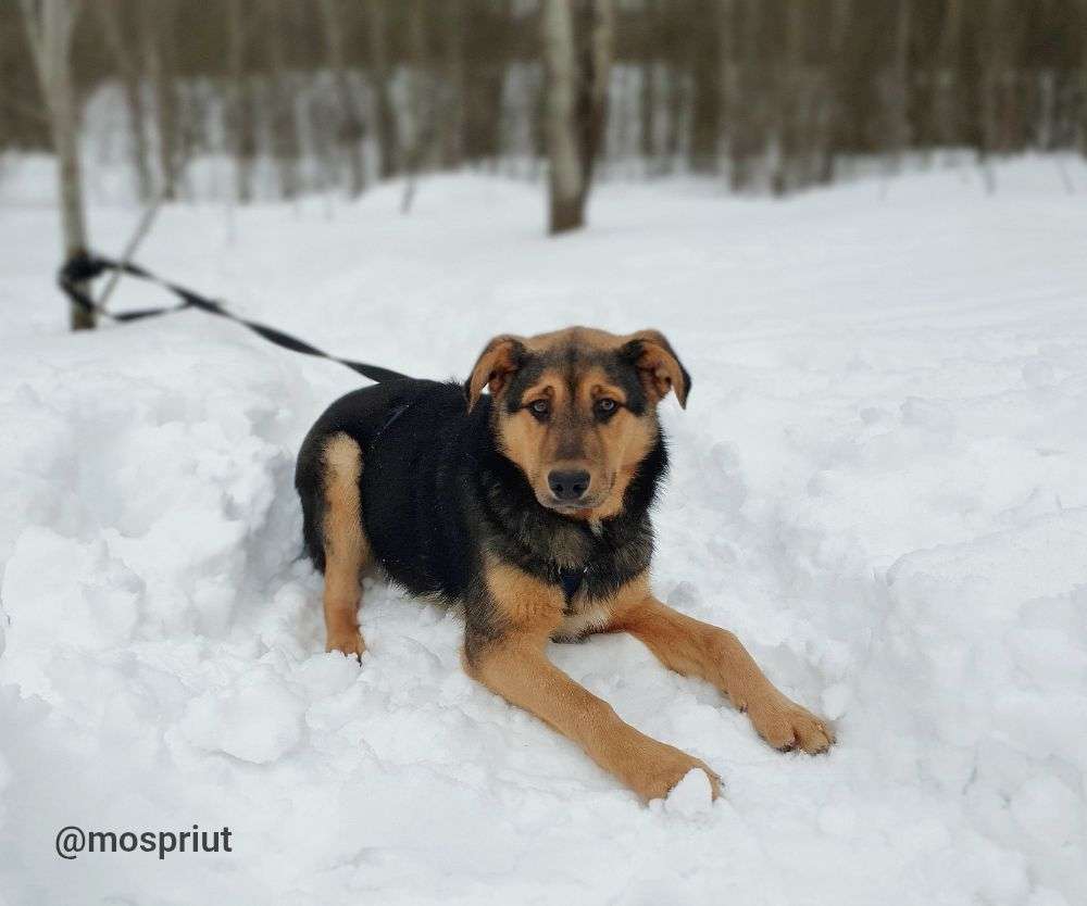 СОБАКА РЭМБО  из приюта Щербинка для бездомных животных, Москва и Московская область | mospriut
