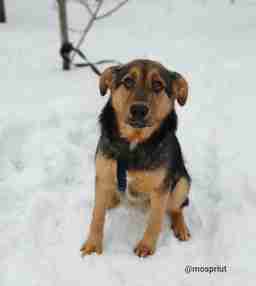 Приют для бездомных животных в Москве и Московской области | Взять собаку или кошку из приюта - mospriut