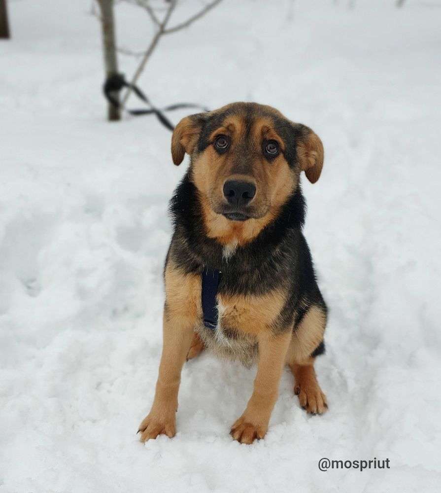 СОБАКА РЭМБО  из приюта Щербинка для бездомных животных, Москва и Московская область | mospriut