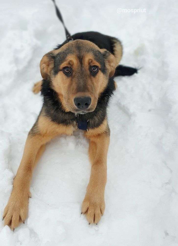 СОБАКА РЭМБО  из приюта Щербинка для бездомных животных, Москва и Московская область | mospriut