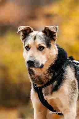 Приют для бездомных животных в Москве и Московской области | Взять собаку или кошку из приюта - mospriut