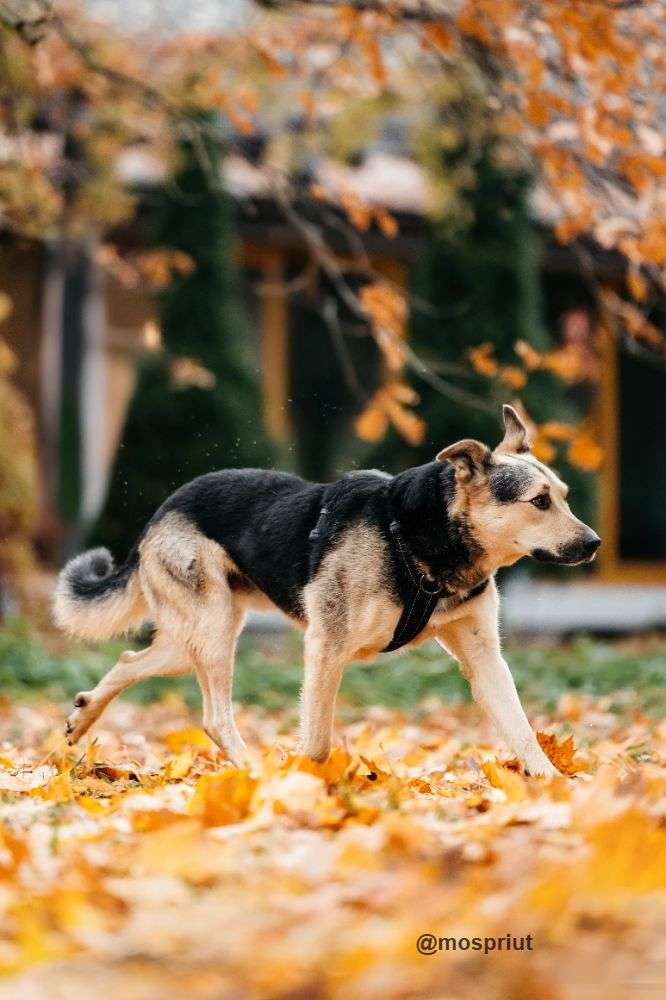 СОБАКА БАРРИ  из приюта Дубовая Роща для бездомных животных, Москва и Московская область | mospriut