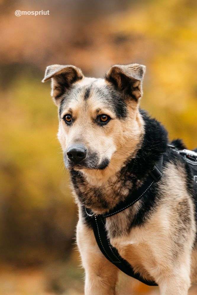 СОБАКА БАРРИ  из приюта Дубовая Роща для бездомных животных, Москва и Московская область | mospriut