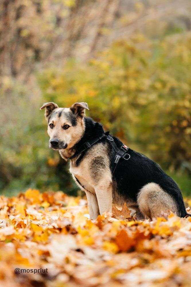 СОБАКА БАРРИ  из приюта Дубовая Роща для бездомных животных, Москва и Московская область | mospriut