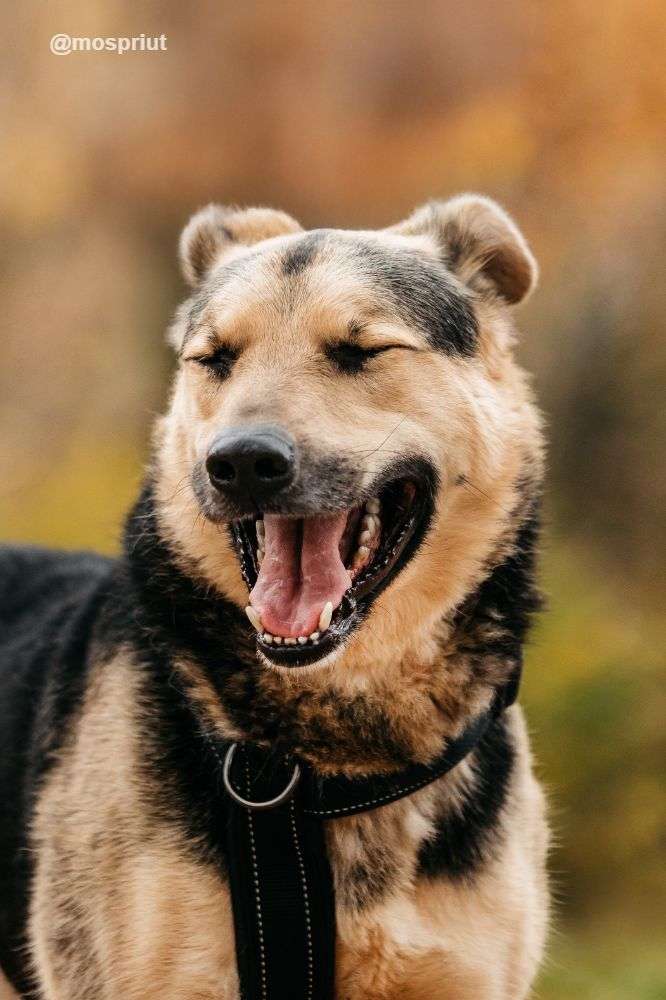 СОБАКА БАРРИ  из приюта Дубовая Роща для бездомных животных, Москва и Московская область | mospriut