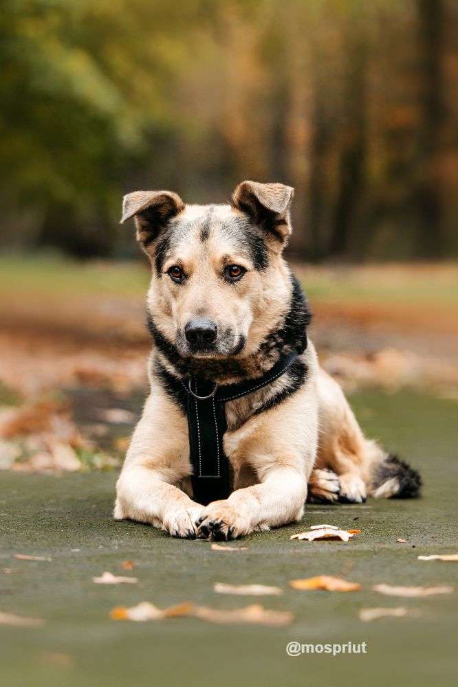 СОБАКА БАРРИ  из приюта Дубовая Роща для бездомных животных, Москва и Московская область | mospriut