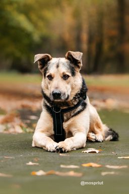 собака Барри из приюта ищет дом