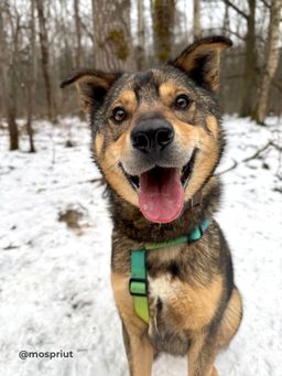 собака Филя из приюта ищет дом