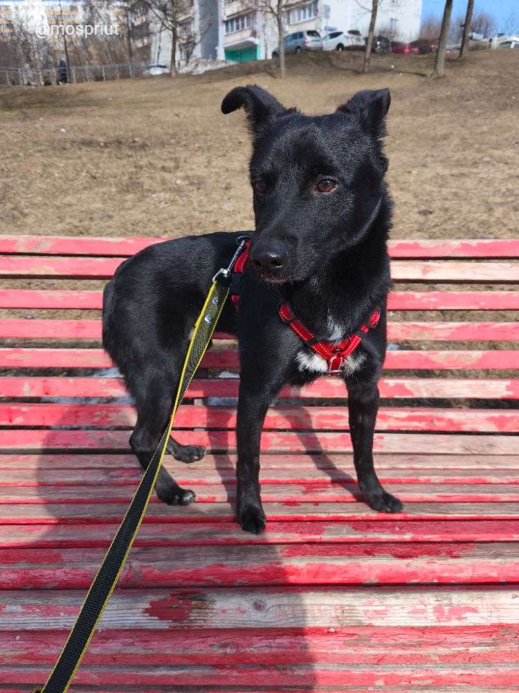 СОБАКА МАКС  из приюта Щербинка для бездомных животных, Москва и Московская область | mospriut