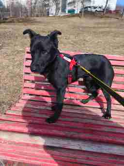 Приют для бездомных животных в Москве и Московской области | Взять собаку или кошку из приюта - mospriut