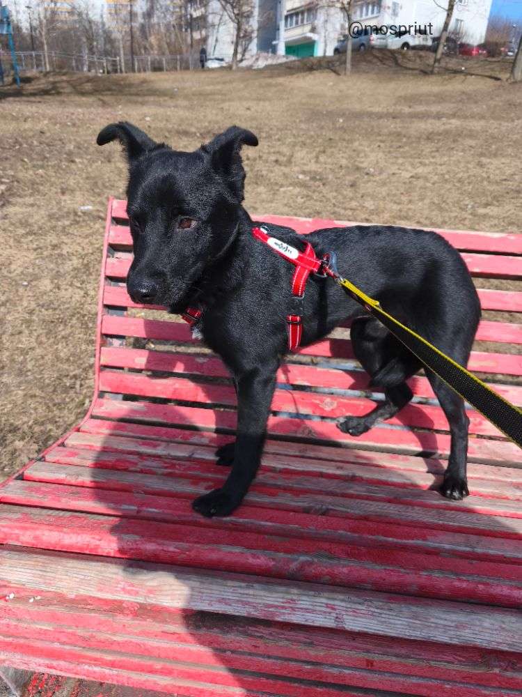 СОБАКА МАКС  из приюта Щербинка для бездомных животных, Москва и Московская область | mospriut