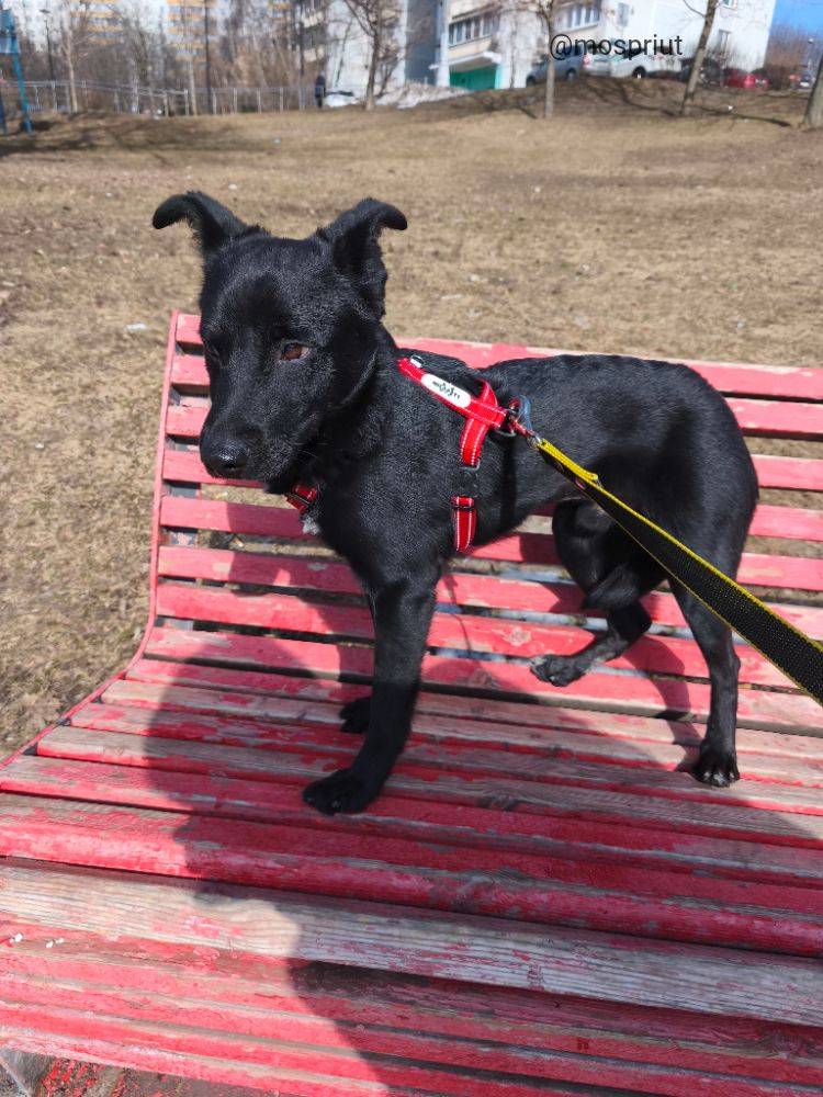 Макс из приюта Москвы и области ищет дом