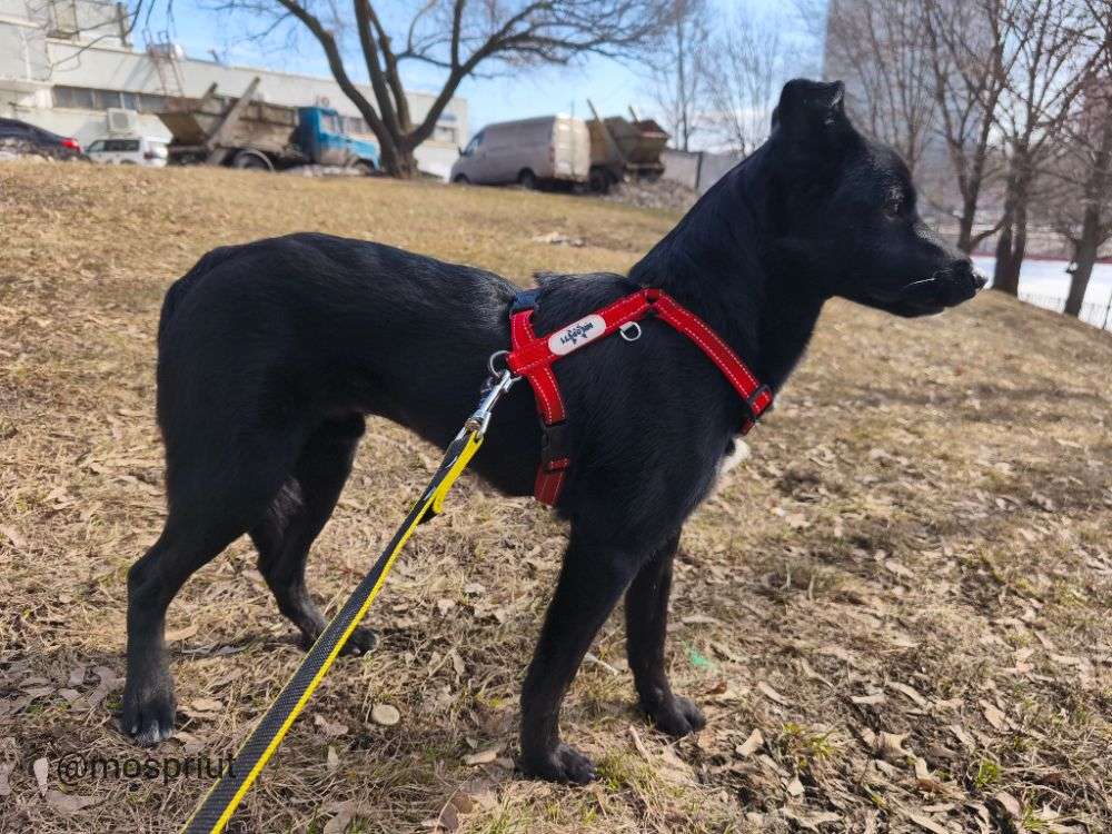 СОБАКА МАКС  из приюта Щербинка для бездомных животных, Москва и Московская область | mospriut