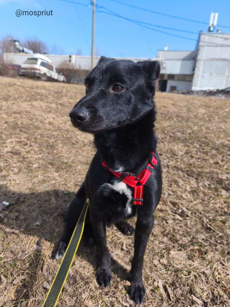 СОБАКА МАКС  из приюта Щербинка для бездомных животных, Москва и Московская область | mospriut