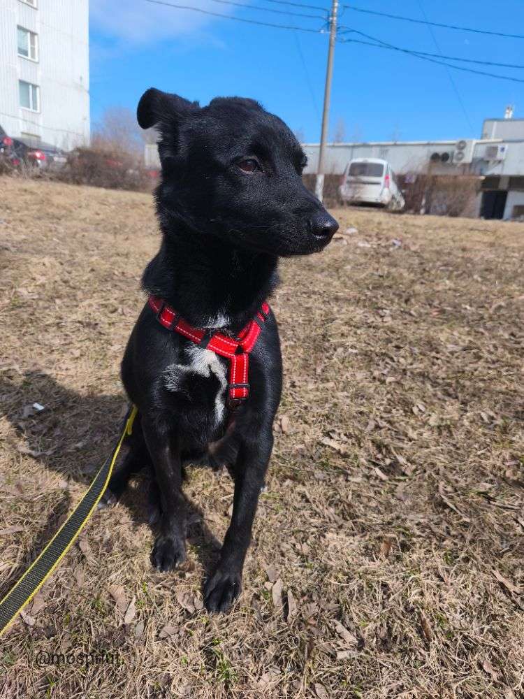 СОБАКА МАКС  из приюта Щербинка для бездомных животных, Москва и Московская область | mospriut