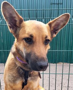 собака Тобик из приюта ищет дом