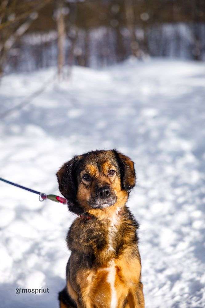 СОБАКА ПОЛИНКА  из приюта Щербинка для бездомных животных, Москва и Московская область | mospriut