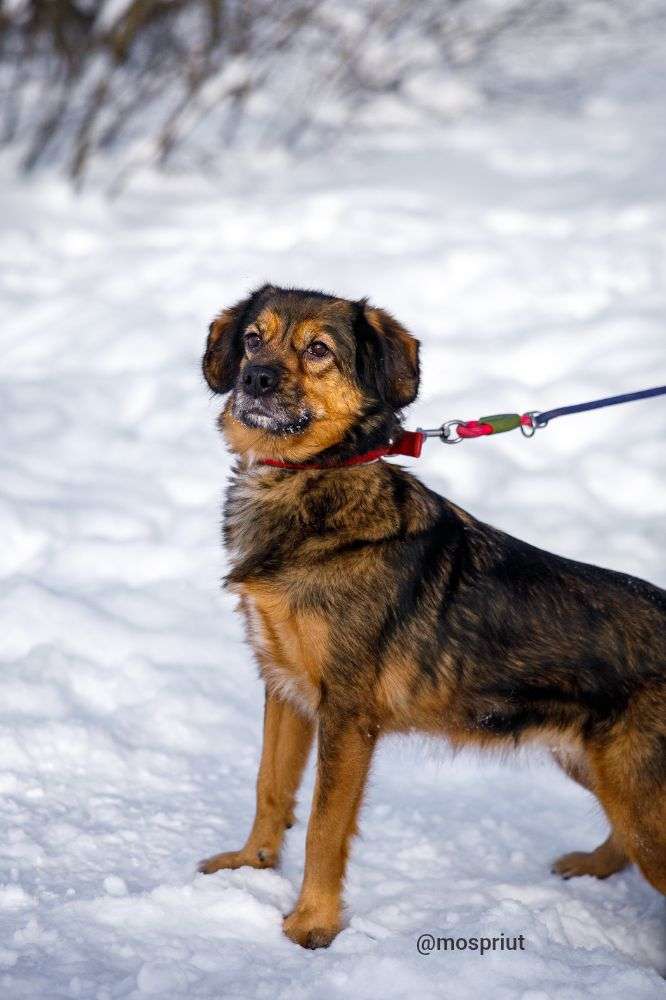 СОБАКА ПОЛИНКА  из приюта Щербинка для бездомных животных, Москва и Московская область | mospriut