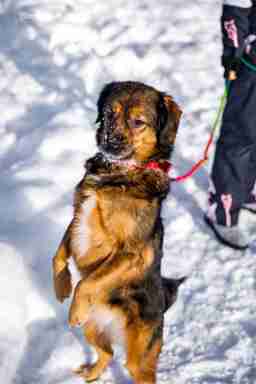 Приют для бездомных животных в Москве и Московской области | Взять собаку или кошку из приюта - mospriut