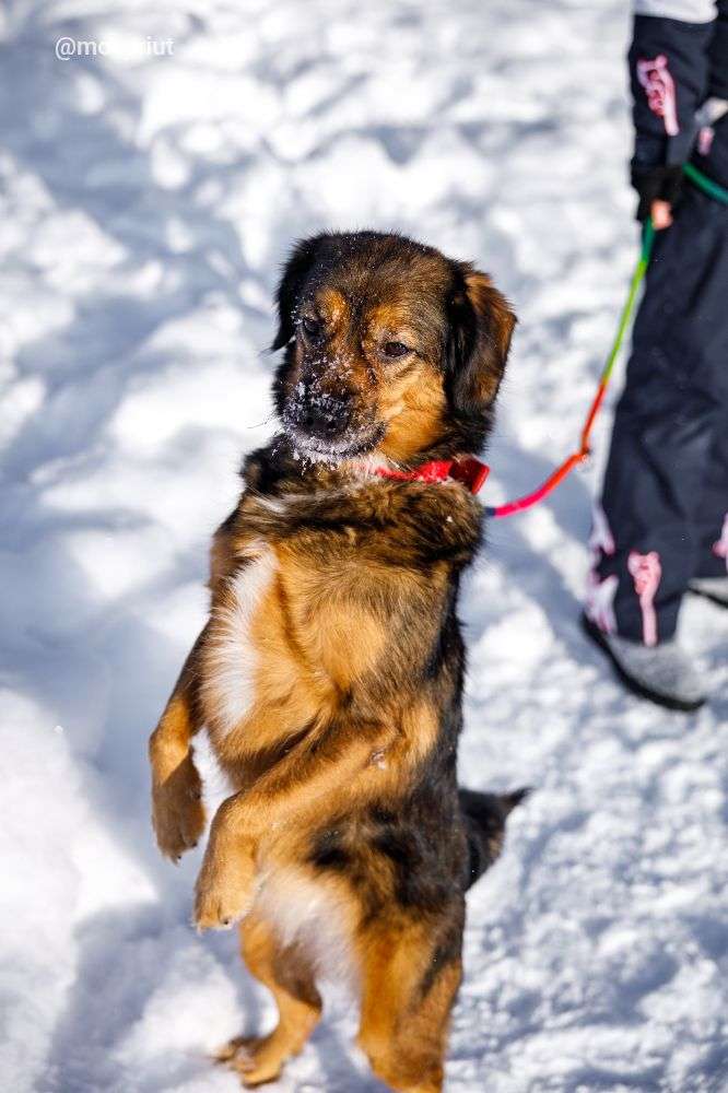 СОБАКА ПОЛИНКА  из приюта Щербинка для бездомных животных, Москва и Московская область | mospriut