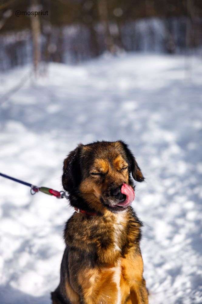 СОБАКА ПОЛИНКА  из приюта Щербинка для бездомных животных, Москва и Московская область | mospriut