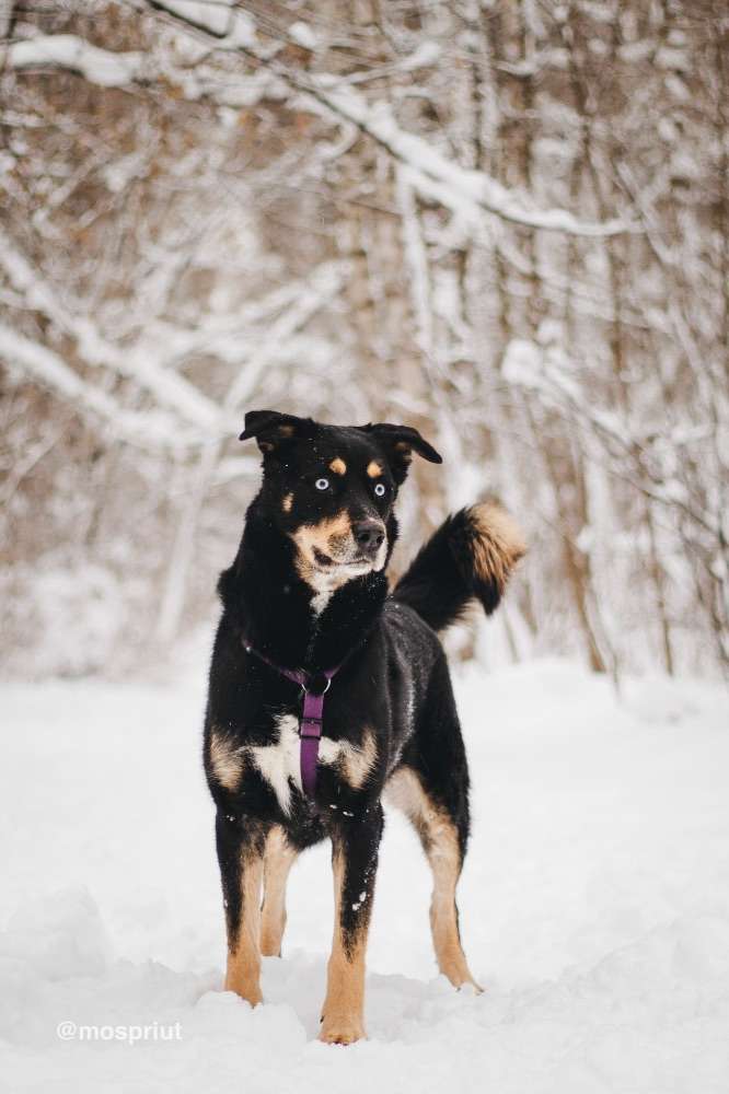 СОБАКА ДЭЙВИ  из приюта Красная сосна для бездомных животных, Москва и Московская область | mospriut