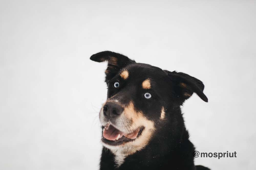 СОБАКА ДЭЙВИ  из приюта Красная сосна для бездомных животных, Москва и Московская область | mospriut