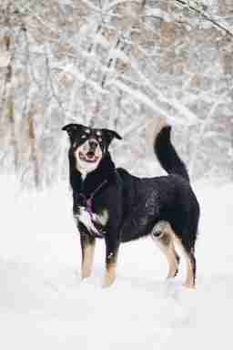 Приют для бездомных животных в Москве и Московской области | Взять собаку или кошку из приюта - mospriut