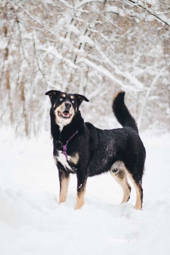 СОБАКА ДЭЙВИ  из приюта Красная сосна для бездомных животных, Москва и Московская область | mospriut