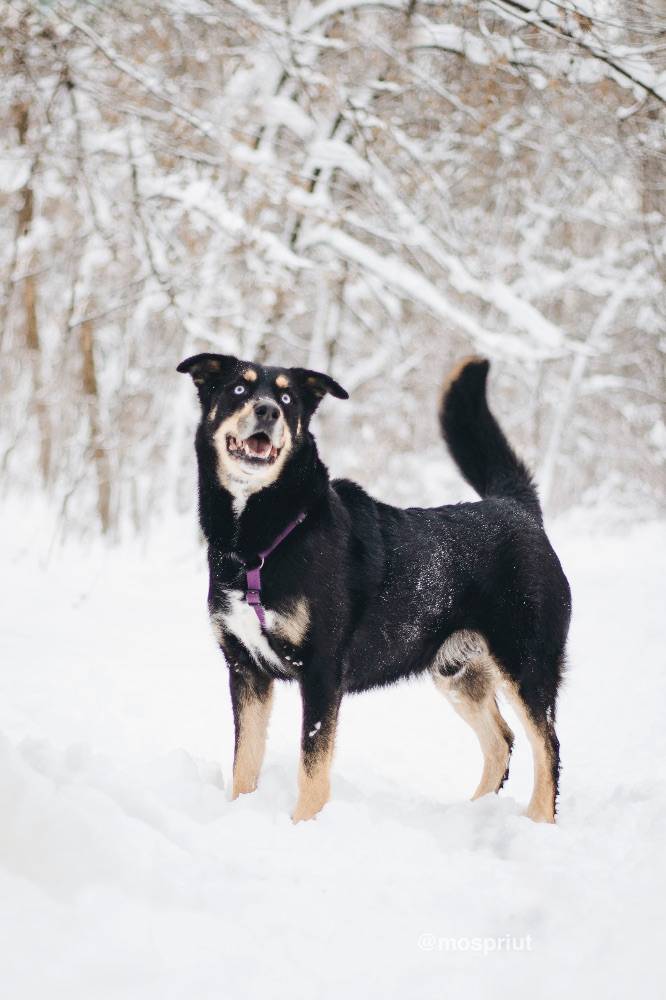собака Дэйви  приюта для бездомных животных