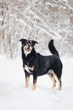 собака Дэйви из приюта ищет дом