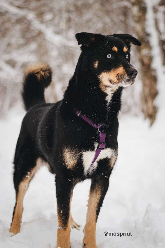СОБАКА ДЭЙВИ  из приюта Красная сосна для бездомных животных, Москва и Московская область | mospriut