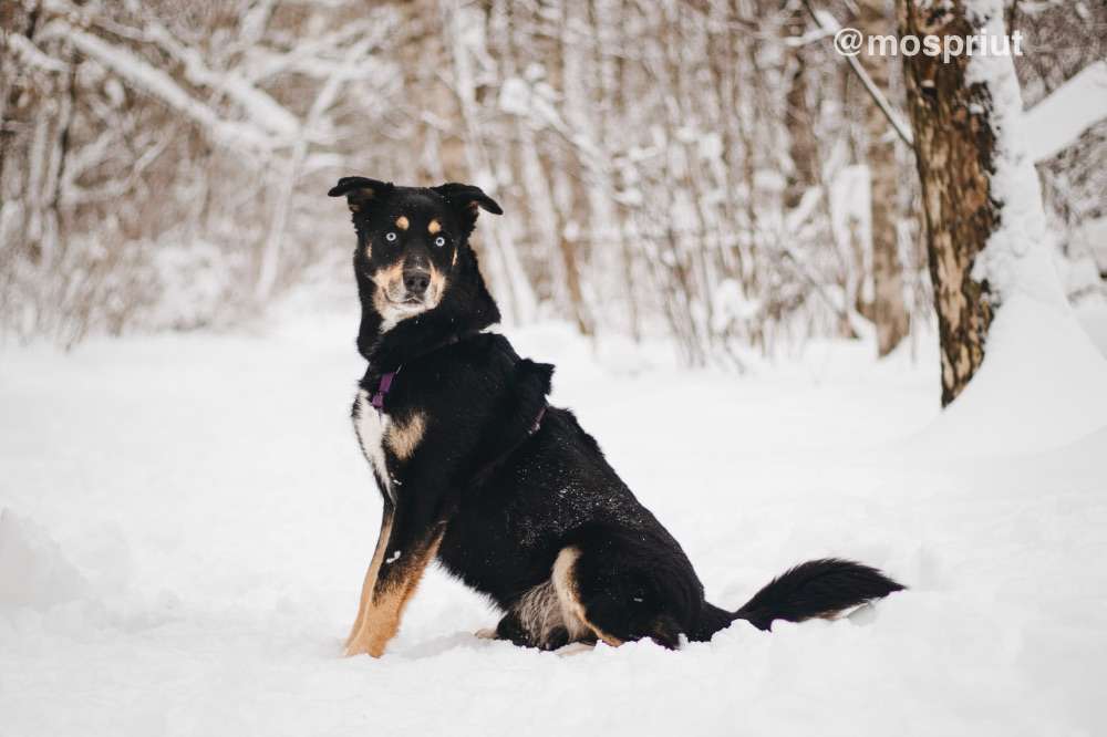 СОБАКА ДЭЙВИ  из приюта Красная сосна для бездомных животных, Москва и Московская область | mospriut