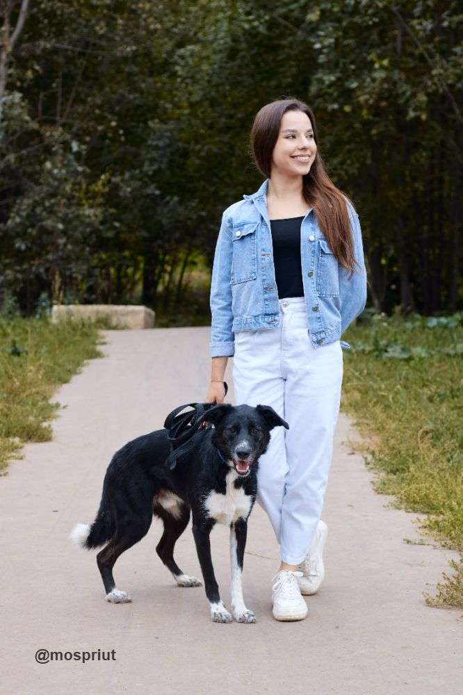 СОБАКА КОКОС  из приюта Щербинка для бездомных животных, Москва и Московская область | mospriut