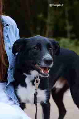 Приют для бездомных животных в Москве и Московской области | Взять собаку или кошку из приюта - mospriut